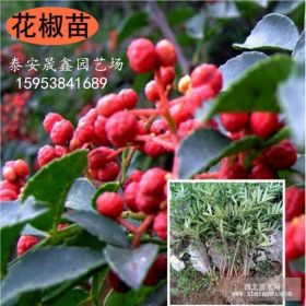 大红袍花椒苗、青花椒苗、九叶青花椒苗=花椒苗批发 花椒苗价格