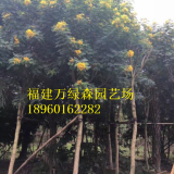 福建黄花槐6公分价格，福建黄花槐袋苗供应，黄花槐批发供应