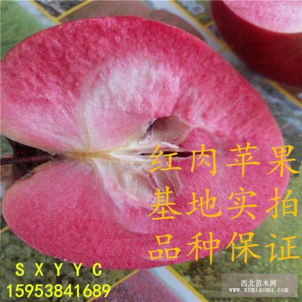 蘋(píng)果苗 紅肉蘋(píng)果苗