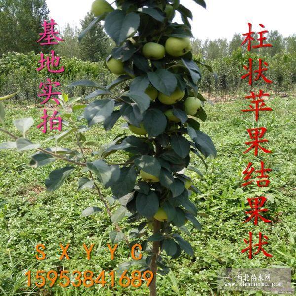 蘋(píng)果苗 紅肉蘋(píng)果苗