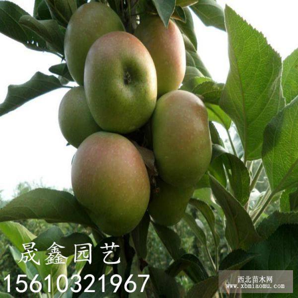 蘋(píng)果苗 紅肉蘋(píng)果苗