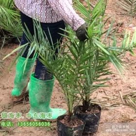 福建批发银海枣种苗 中东海枣小苗袋苗