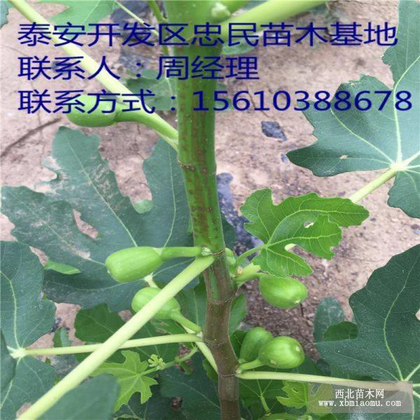 無花果樹苗價(jià)格