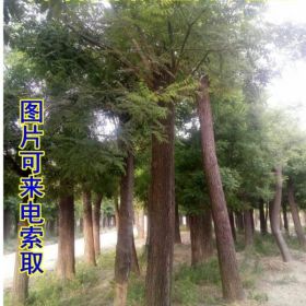 處理47公分法桐自產(chǎn)48公分法桐價(jià)格