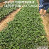 純正妙香7號(hào)草莓苗基地 妙香草莓苗便宜報(bào)價(jià)