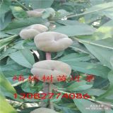 2公分桃树苗、1公分桃苗价格、桃树多少钱、山东桃树苗基地