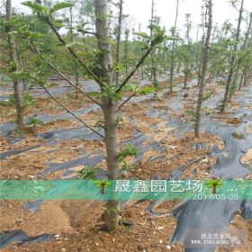 苹果苗价格 3公分苹果苗价格 柱状苹果苗价格