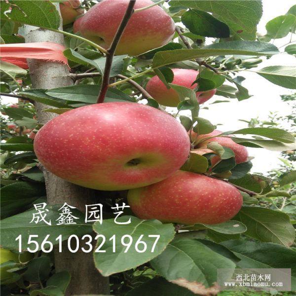 蘋(píng)果苗 紅肉蘋(píng)果苗