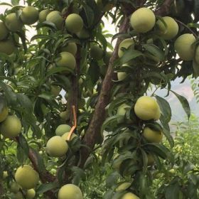 蜂糖李子苗 貴陽(yáng)蜂糖李子苗批發(fā) 蜂糖李嫁接基地