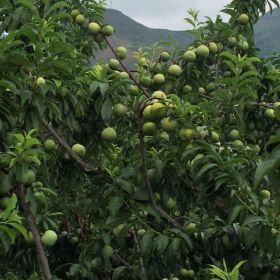 貴州嫁接蜂糖李 畢節(jié)蜂糖李基地 蜂糖李批發(fā)