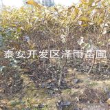 元丰核桃树苗哪里便宜 元丰核桃树苗山东基地 出售元丰核桃苗