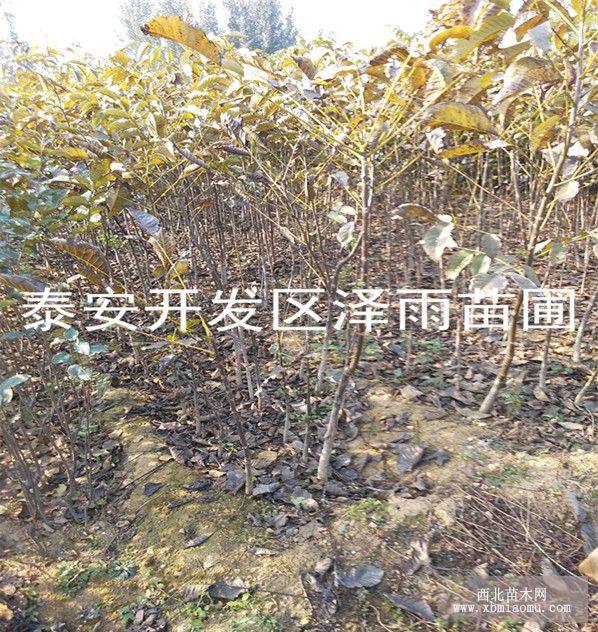 元丰核桃树苗基地