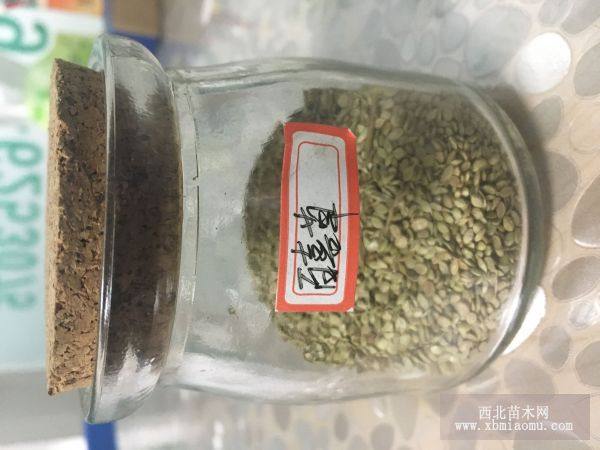 护坡专用草种