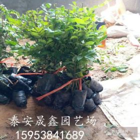 大红袍花椒苗 花椒苗价格 花椒苗多少钱