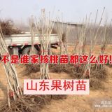 供应1公分核桃树苗 一公分核桃苗价格  1公分核桃树基地