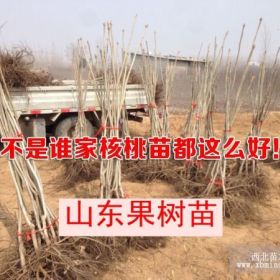 供应1公分核桃树苗 一公分核桃苗价格  1公分核桃树基地