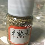 成都武侯區(qū)運(yùn)動(dòng)球場綠化草坪草種草地早熟禾的價(jià)格