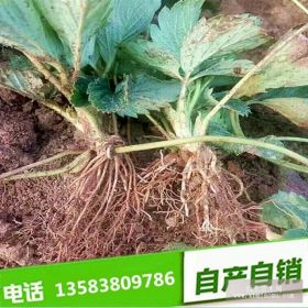 红颜草莓苗价格 一棵红颜草莓苗多少钱 种植出售红颜草莓苗