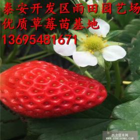 草莓苗图片妙香七号草莓苗什么时候种