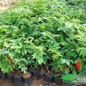 　　海南黃花梨樹苗的種植技術(shù)有什么要求