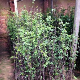 基地大量出售大红袍花椒苗 花椒基地 花椒苗价格 花椒芽苗 价