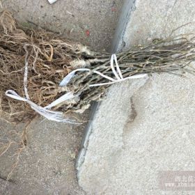 基地培育红阳猕猴桃树苗 嫁接猕猴桃树苗价格  量大优惠