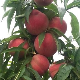 紅不軟桃苗價格、紅不軟桃樹苗價格、山東桃樹苗基地