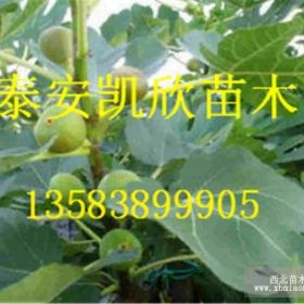 玛斯义陶芬无花果苗品种介绍  玛斯义陶芬无花果苗价格