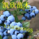 北蓝蓝莓苗价格  北蓝蓝莓苗介绍