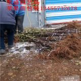 红肉苹果树苗什么品种好  红色之爱苹果树苗价钱