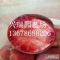 血桃是什么桃樹(shù)品種，血桃什么時(shí)間成熟口感，桃樹(shù)苗血桃苗基地