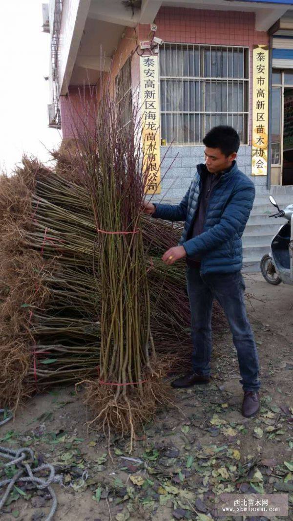 中油19號(hào)油桃苗