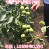 核桃樹品種有哪些 山東淄博冠核農(nóng)業(yè)8518核桃苗