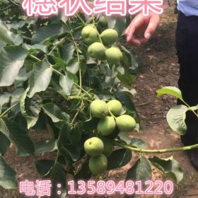 核桃树品种有哪些 山东淄博冠核农业8518核桃苗