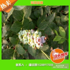 怎样种植蓝莓苗？蓝莓种植技术？