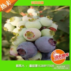 蓝莓苗批发，园蓝蓝莓苗价格，兔眼蓝莓品种