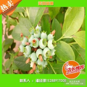 2017山东蓝莓苗价格，兔眼蓝莓品种