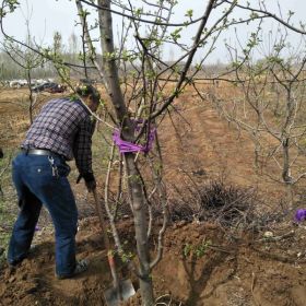 8公分苹果树价格 八公分苹果树苗 8公分苹果占地树