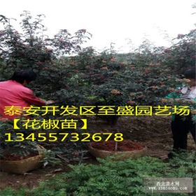 红花椒树苗基地哪里便宜 青花椒树苗供应