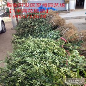 0.5公分九叶青花椒苗哪里便宜 齐全花椒苗基地