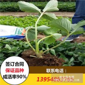 章姬草莓苗 脫毒章姬草莓苗價(jià)格基地