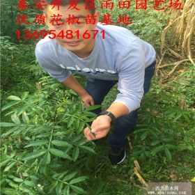 九叶青芽苗基地 九叶青花椒苗种植方法