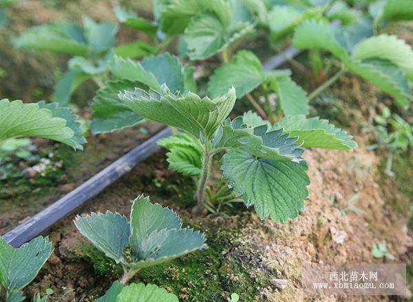 品質(zhì)好的草莓苗