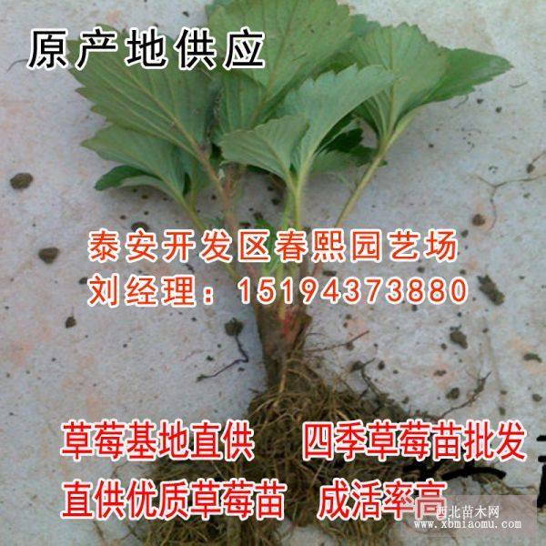 品質(zhì)好的草莓苗