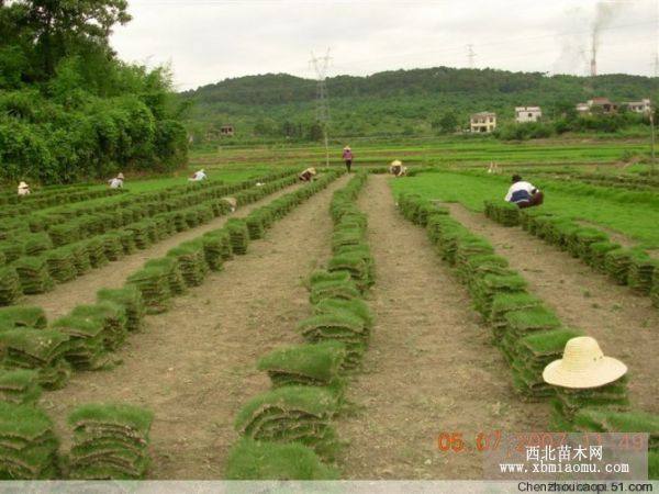 郴州马尼拉草皮