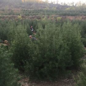 花椒苗報價 花椒苗批發(fā) 絳縣嘉景花椒苗基地