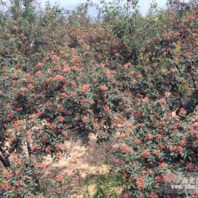 世界上好的獅子頭大紅袍花椒苗就在陜西省韓城市俗稱‘小北京’