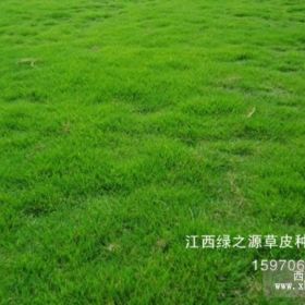 福建草皮福建馬尼拉草皮低價(jià)出售寧德草皮基地