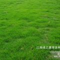 福建草皮福建馬尼拉草皮低價出售寧德草皮基地