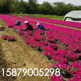 江西省时令草花南昌市农户种植四季草花江西省南昌市哪里有草花卖